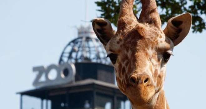 zoo giraf.jpg