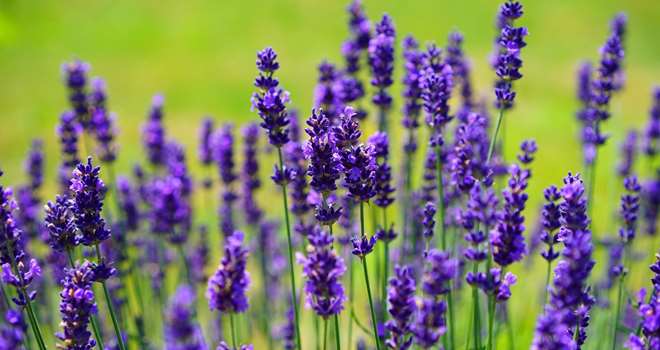 lavender-1117275_1920.jpg
