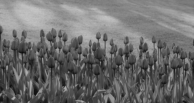 tulips_sh.jpg