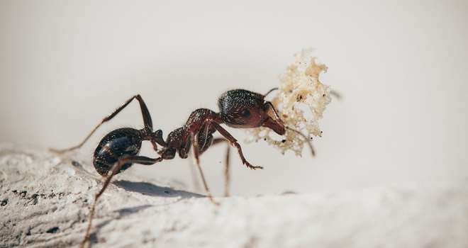 krible krable myre.jpg