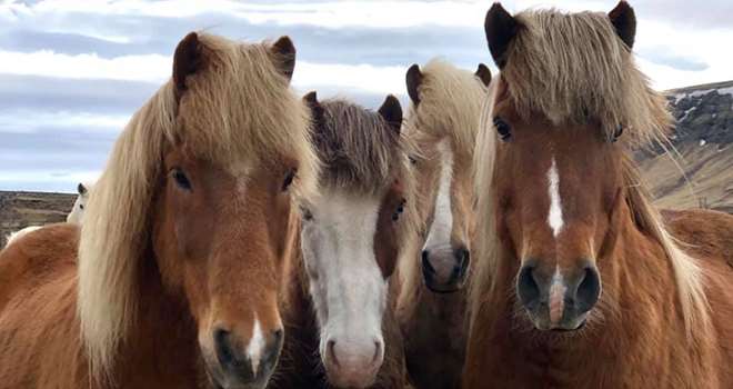 islandske heste bondegaard naturskolen.jpg