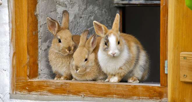 kaniner bondegaard naturskolen.jpg