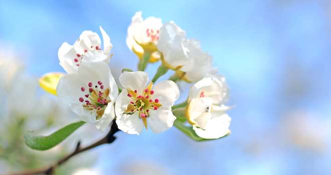 apple-blossom-1368187_1920.jpg