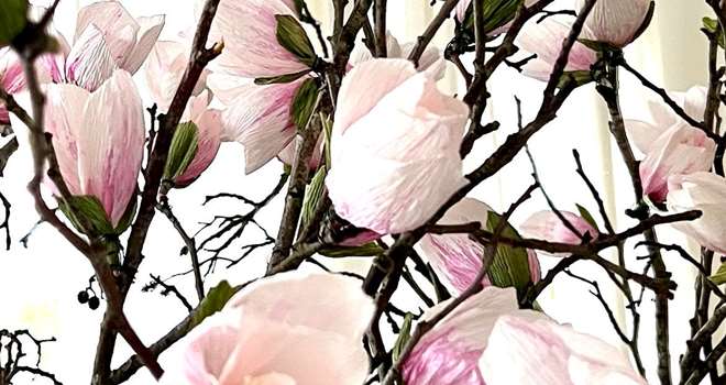 Magnolia papirblomst Nanna Gomaa.jpg