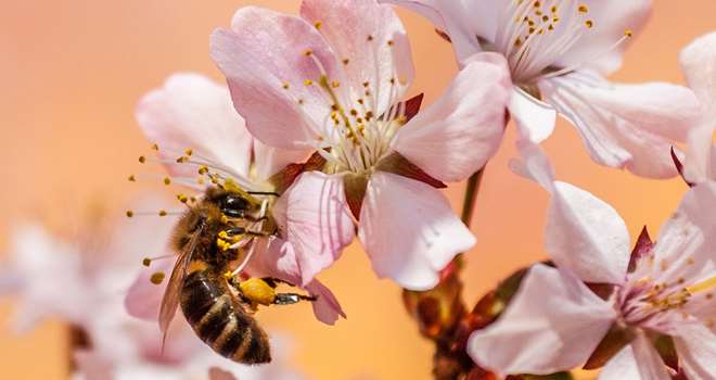 honning bi pixabay.jpg