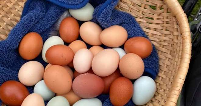 Æg i flere størrelser og farver.jpg