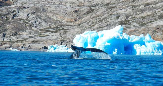 Grønlandsk hav med is og hval