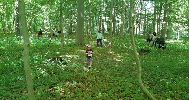 sanke ramsløg i skoven med børn ASKE.jpg