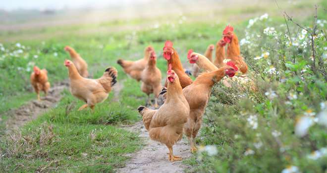 Chickens-on-traditional-free-r-87986279.jpg