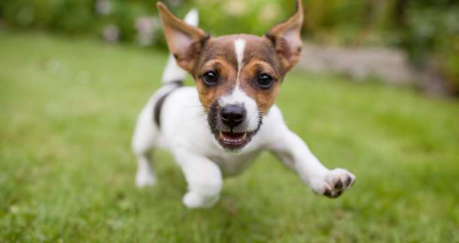 happily-running-little-puppy-90389048.jpg
