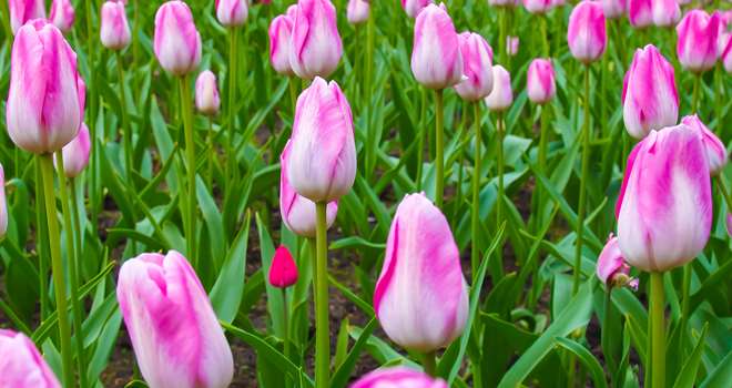 Lyserøde tulipaner-120696071.jpg