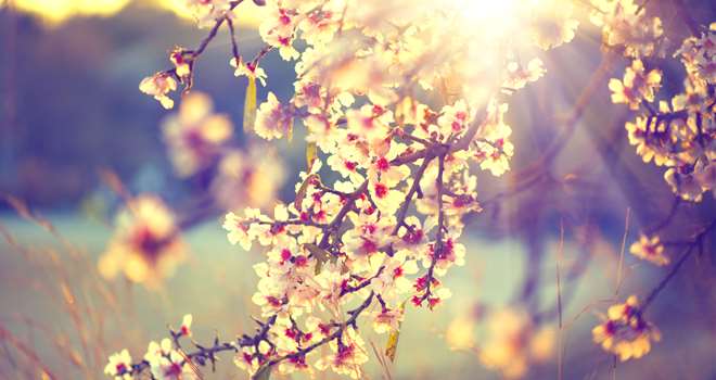 Spring-blossom-background-Bea-85929317.jpg