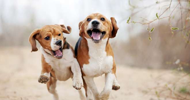 Two-Funny-Beagle-Dogs-Running-80692949.jpg