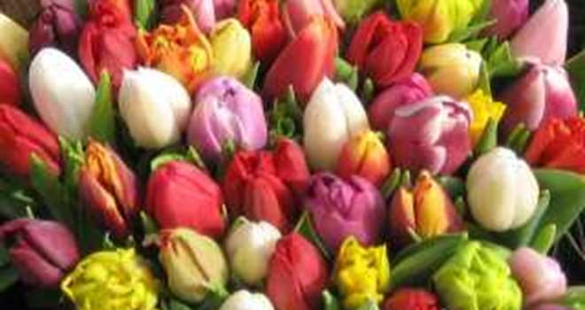tulipaner.jpg
