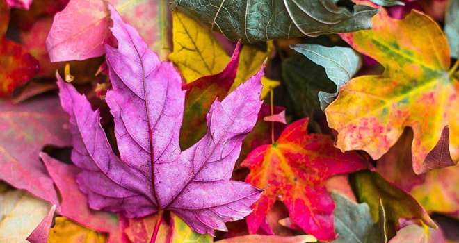 efterårsblade-pixabay.jpg
