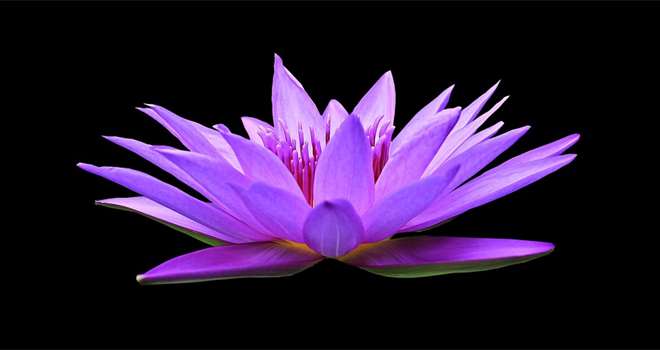 Meditation lotus.jpg
