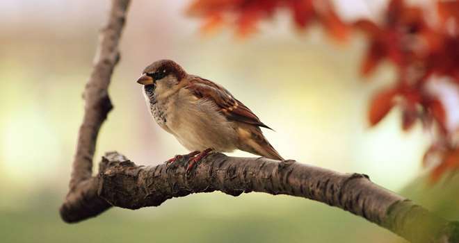 sparrow-9950_1920.jpg